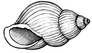 Snail shell clipart.