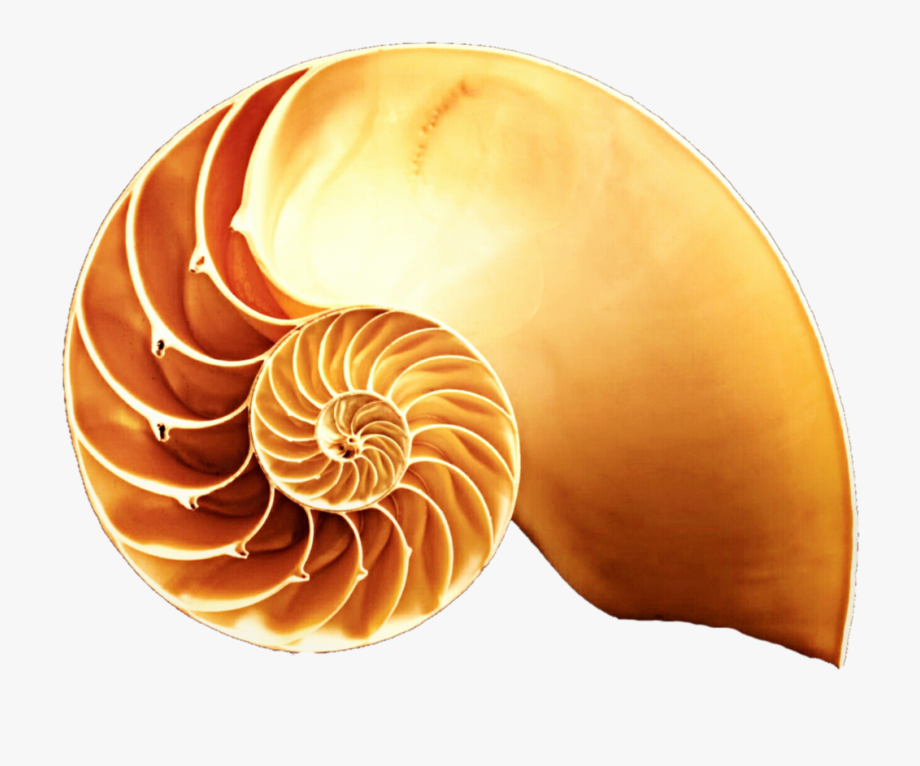 Nut Clipart Group Shell