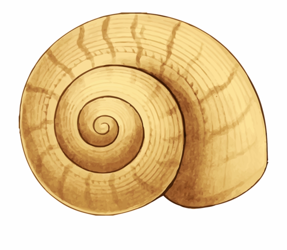 snail clipart shell
