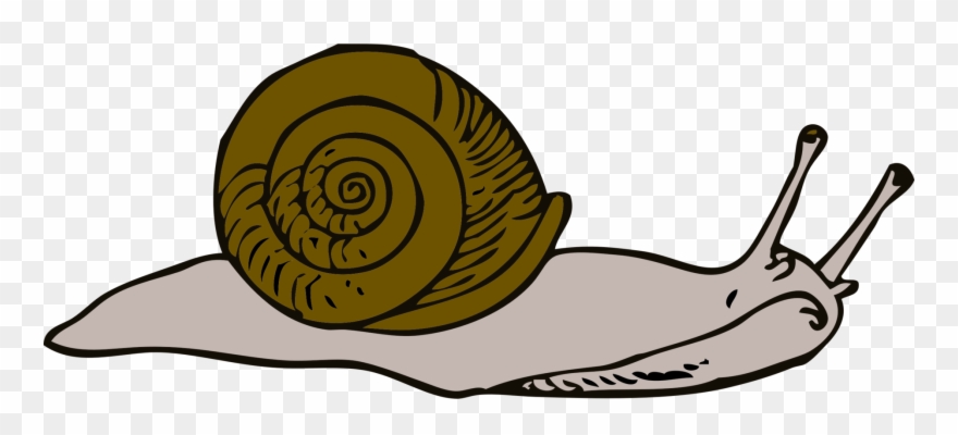 Snail download computer.