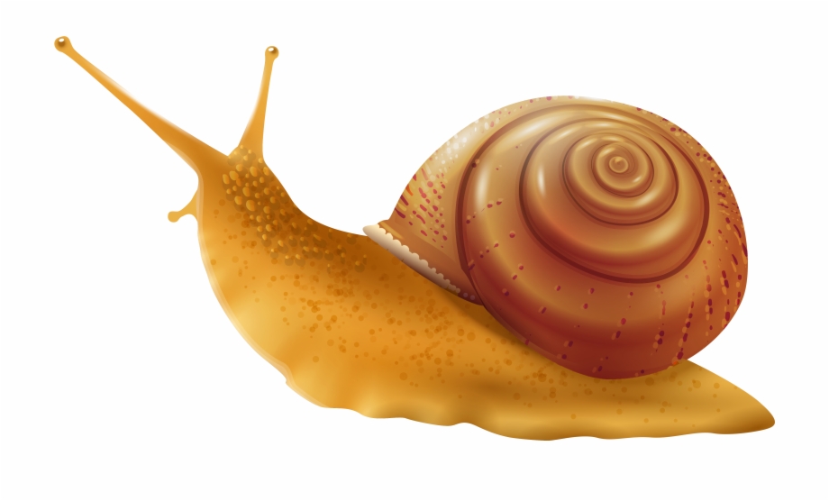 Snail png clip.