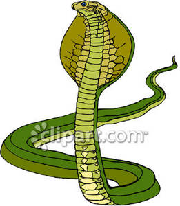 Cobra snake royalty.