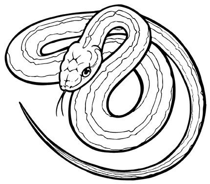 Free snake drawing.