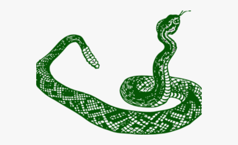 Smooth green snake.