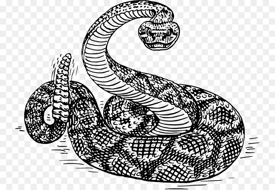 Snake Cartoon clipart