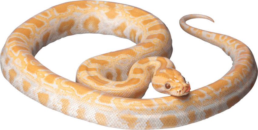 Snake clipart realistic, Snake realistic Transparent FREE
