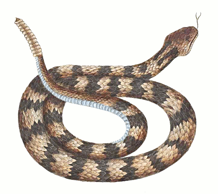 Free realistic snake.
