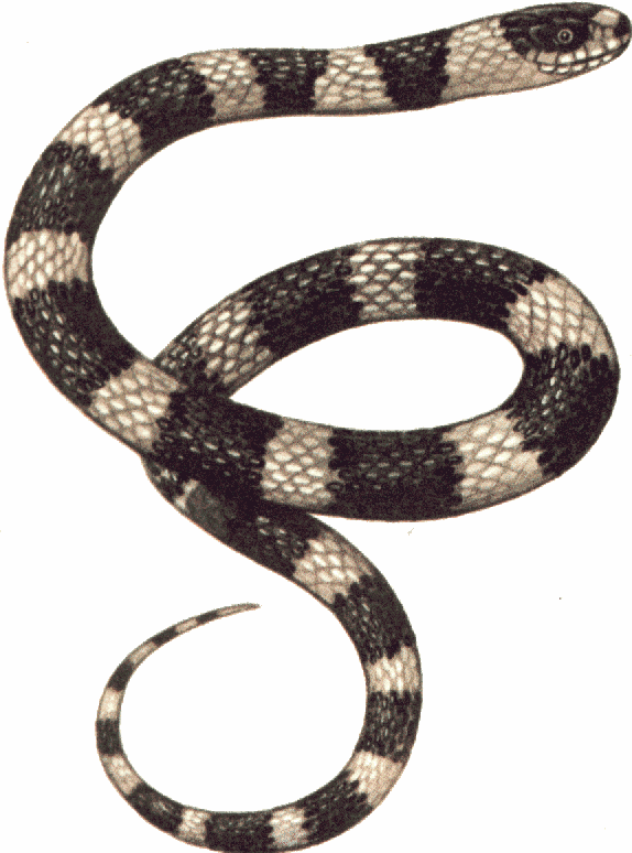 Free realistic snake.