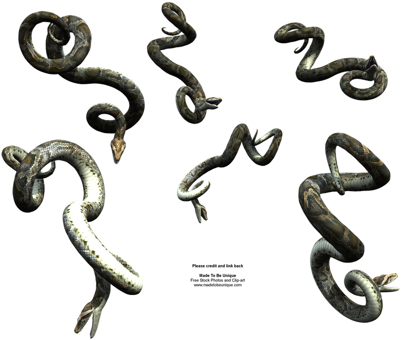 Snake clipart realistic.