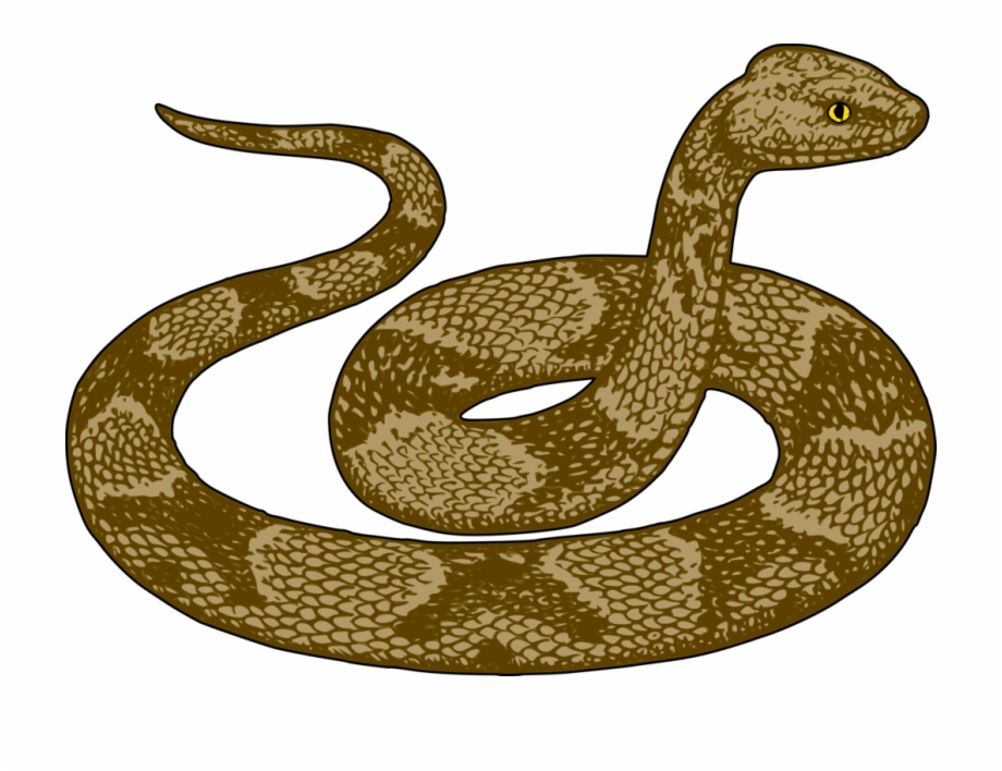 Snakes Rattlesnake Desert Kingsnake Garter Snake Download