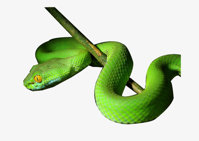 Download Free png Snake On A Tree Branch, Snake Clipart