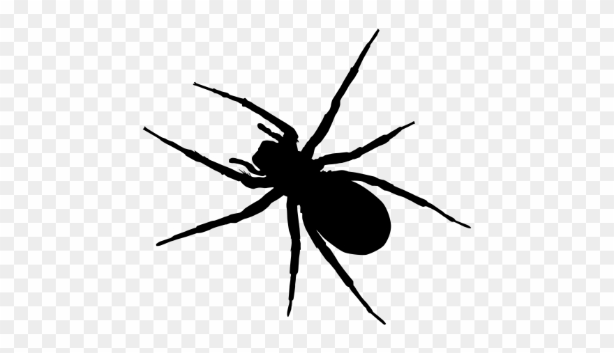 Spider clipart ant.