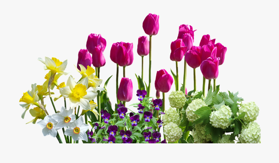 Spring, Daffodils, Tulips, Spring Flowers, Hydrangeas