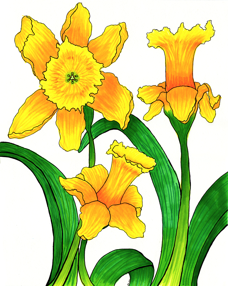 Free daffodil cartoon.