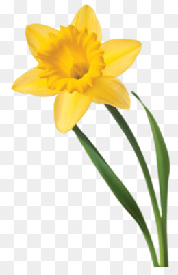 Daffodil png free.