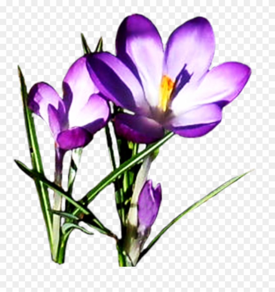 spring flowers clipart purple