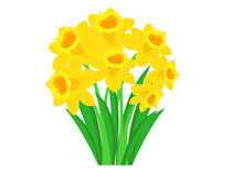 Bunch of yellow daffodil spring flower clipart