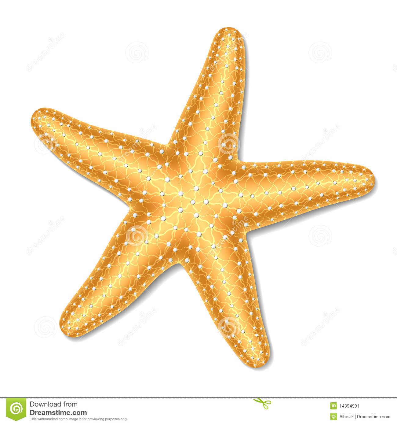 Starfish stock image.