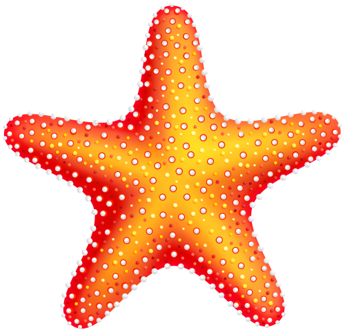 Starfish png clip.
