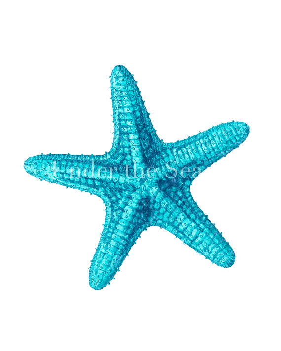 Free Blue Starfish Cliparts, Download Free Clip Art, Free