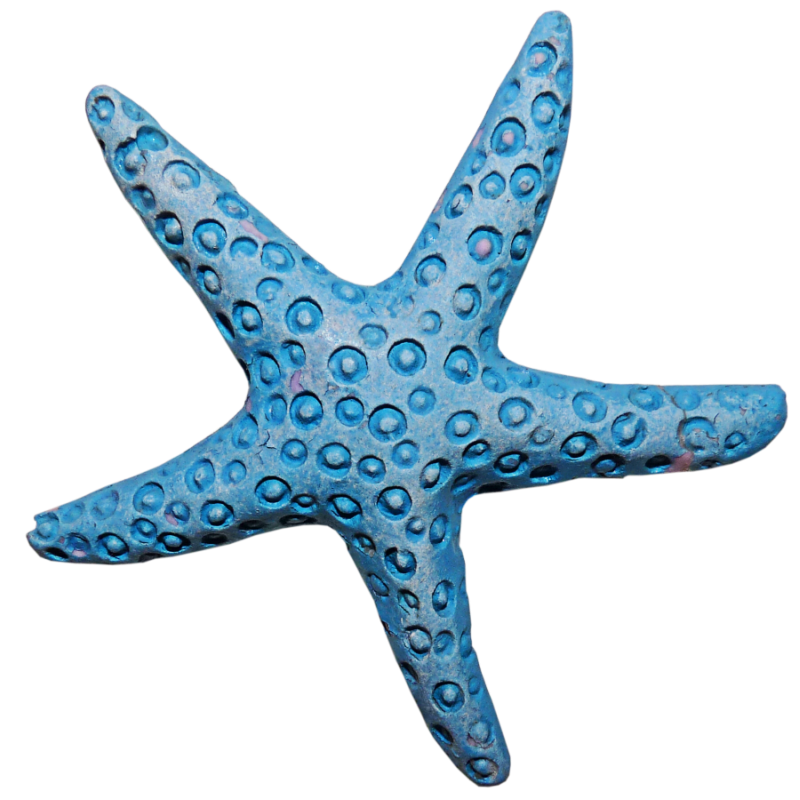 Starfish clipart aqua.