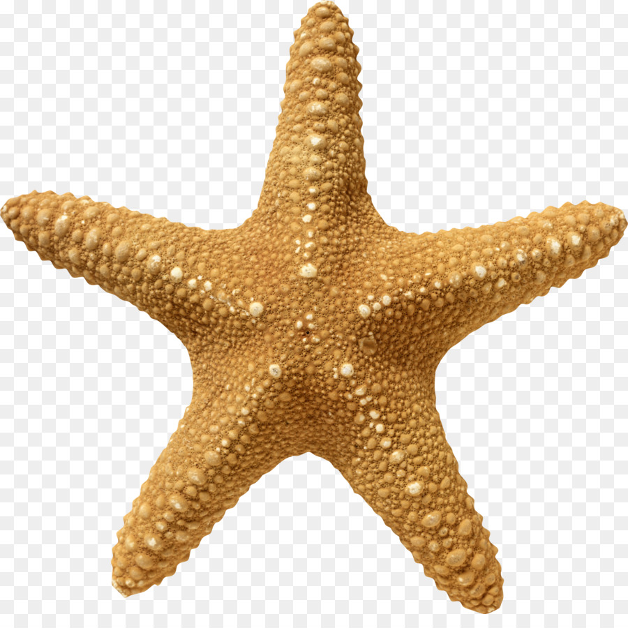 Starfish Cartoon clipart