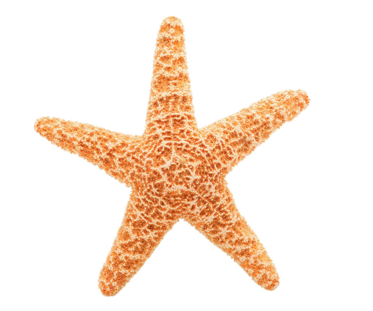 Starfish clipart transparent.