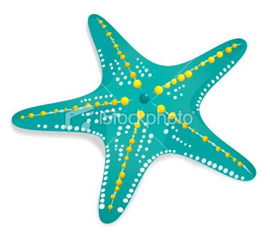 A beautiful patterned green starfish washes ashore