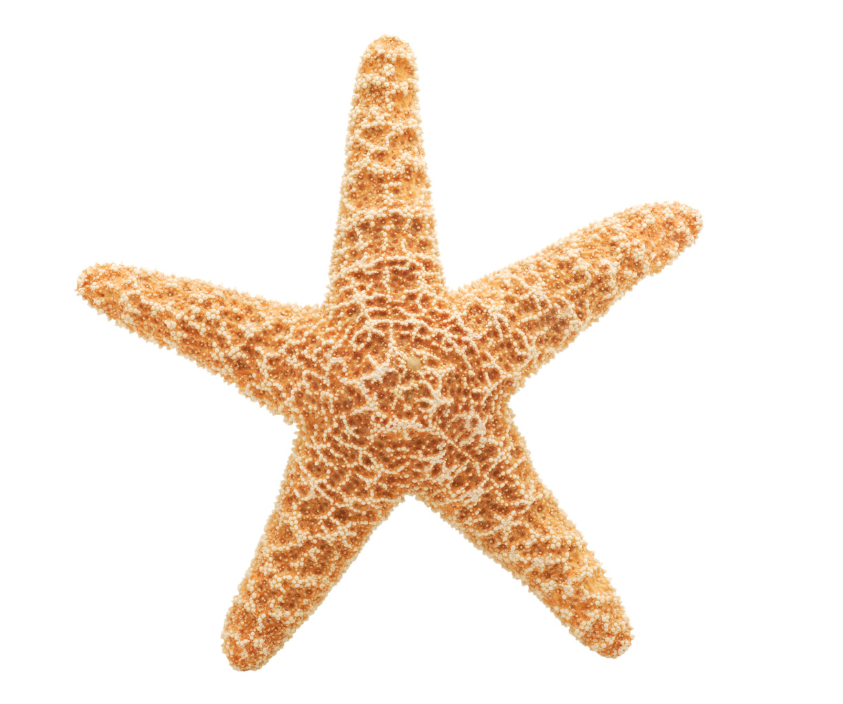 High quality starfish.