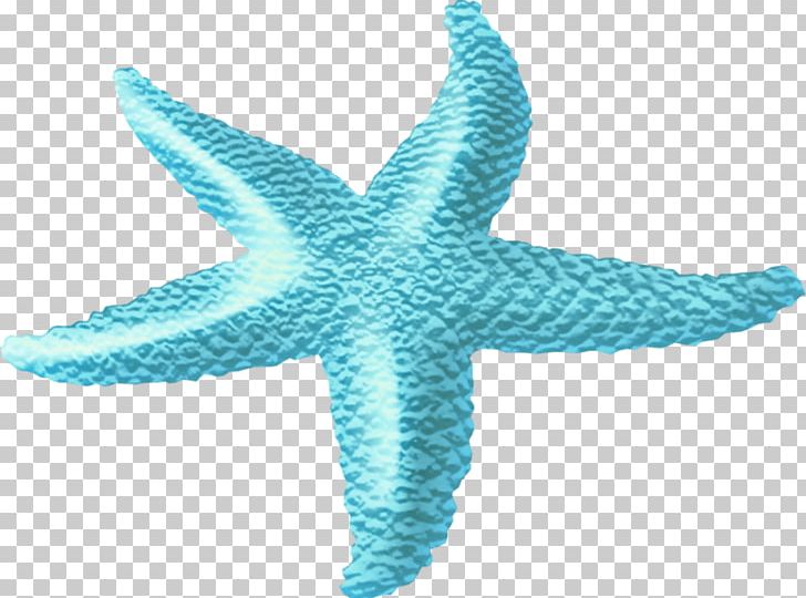 Starfish Sea PNG, Clipart, Animals, Aqua, Blue, Clip Art