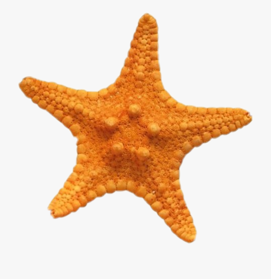 Star sea starfish.