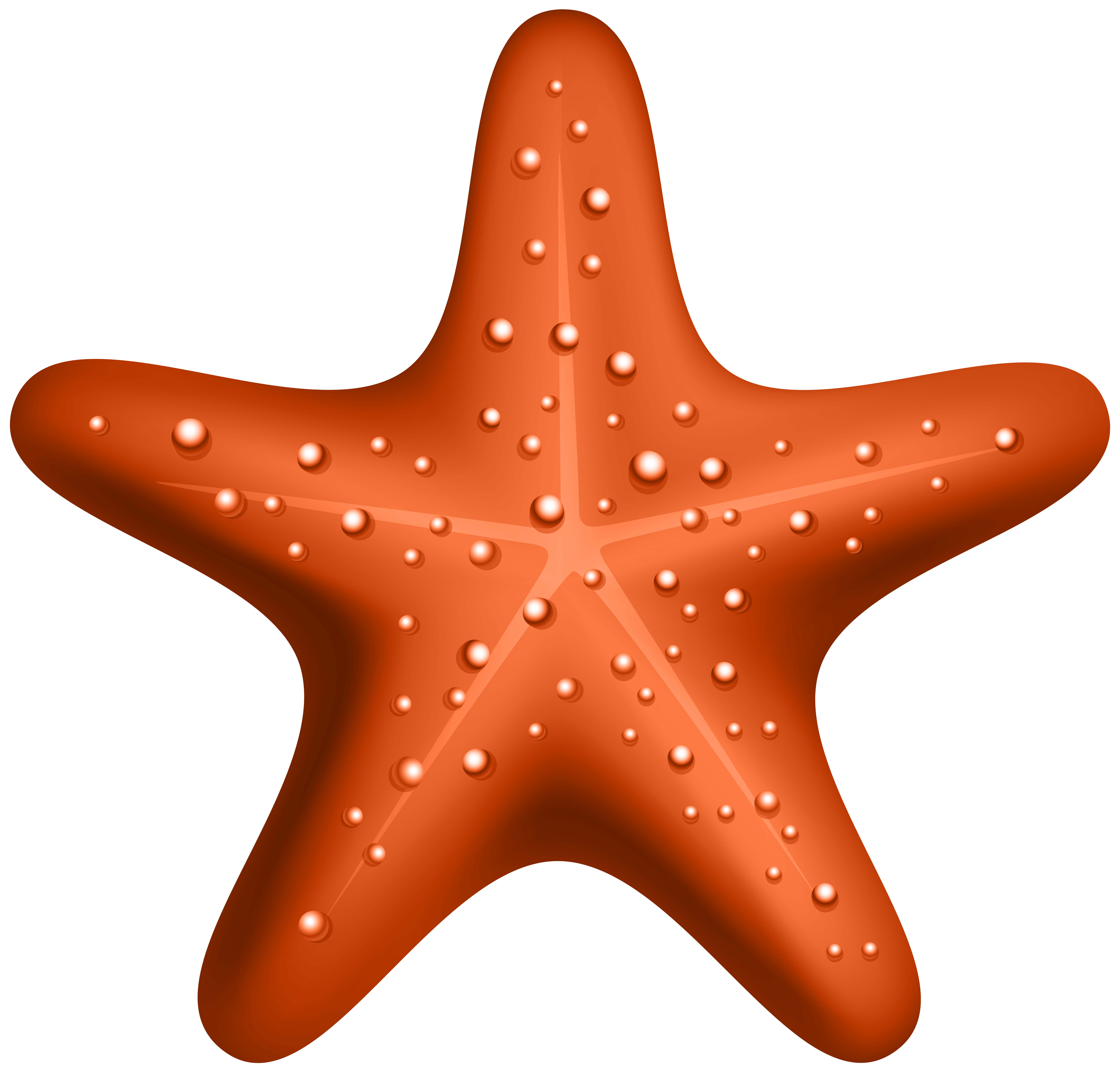 Orange starfish png.