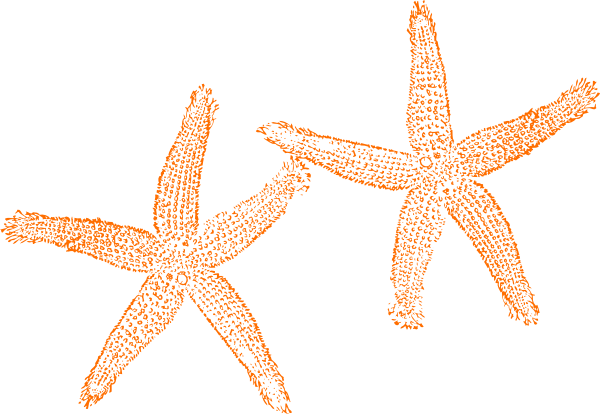 Orange Starfish Clip Art at Clker