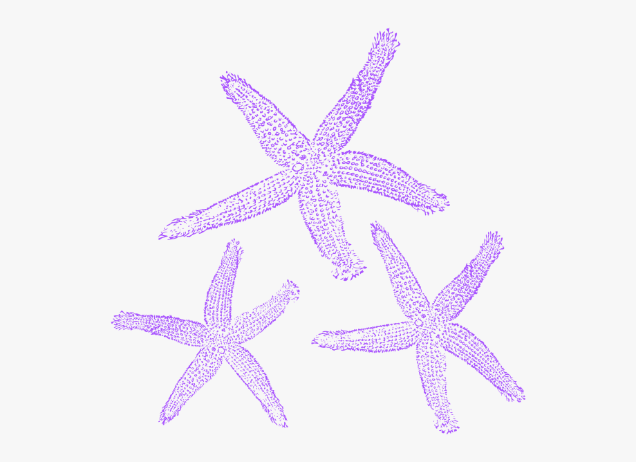Starfish clip art.