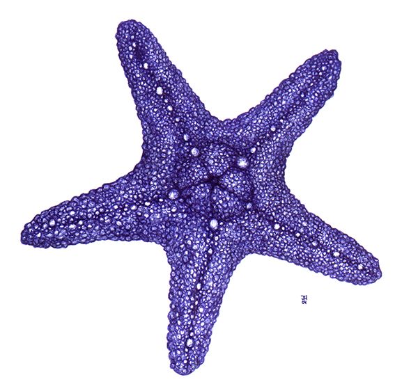 Pin on Starfish Deniz Y