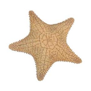 Realistic sea star clipart