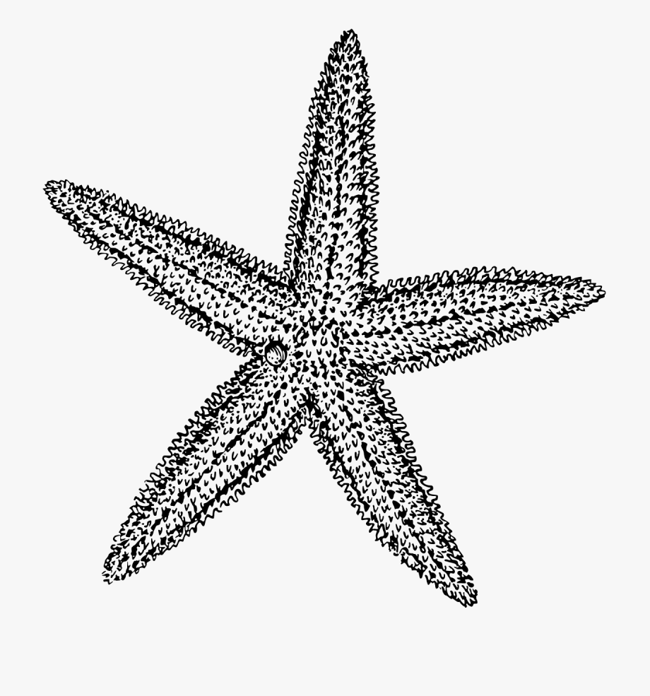 Sea star vector.