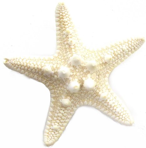 Realistic sea star.