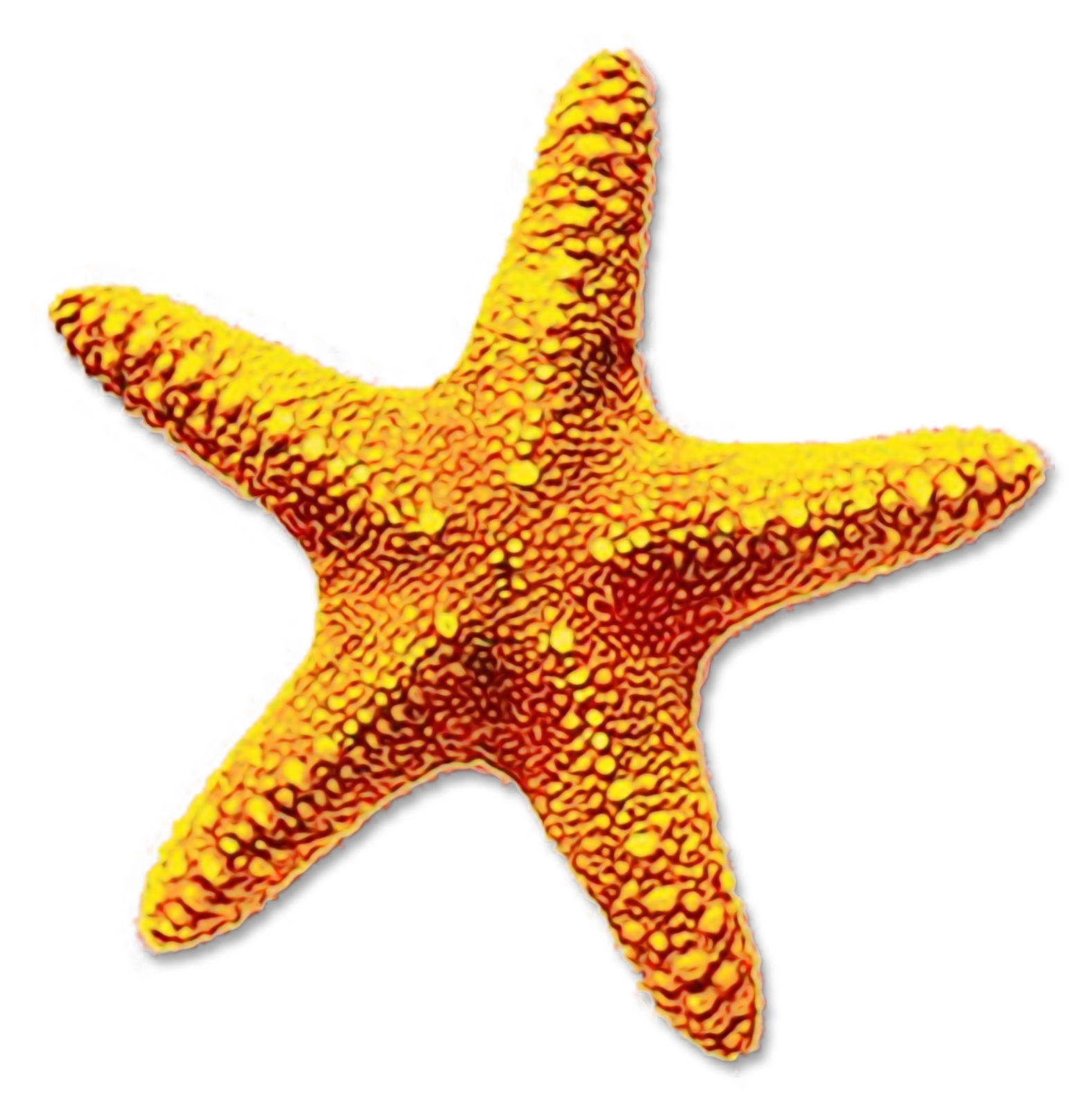 Portable Network Graphics Clip art Starfish Image