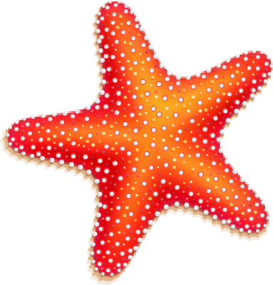 Starfish colorful seashell.