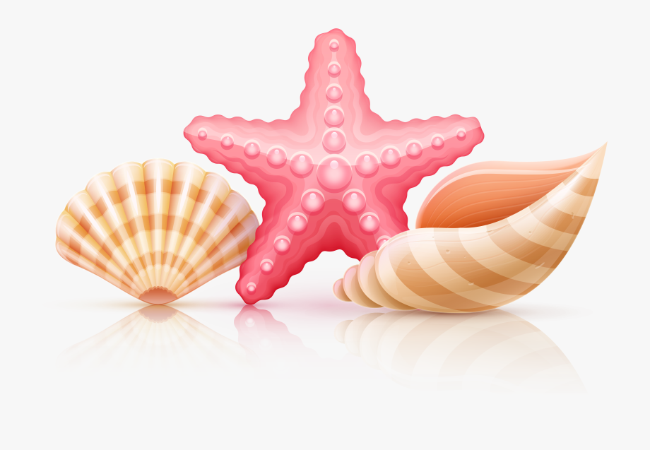 Starfish and seashells.