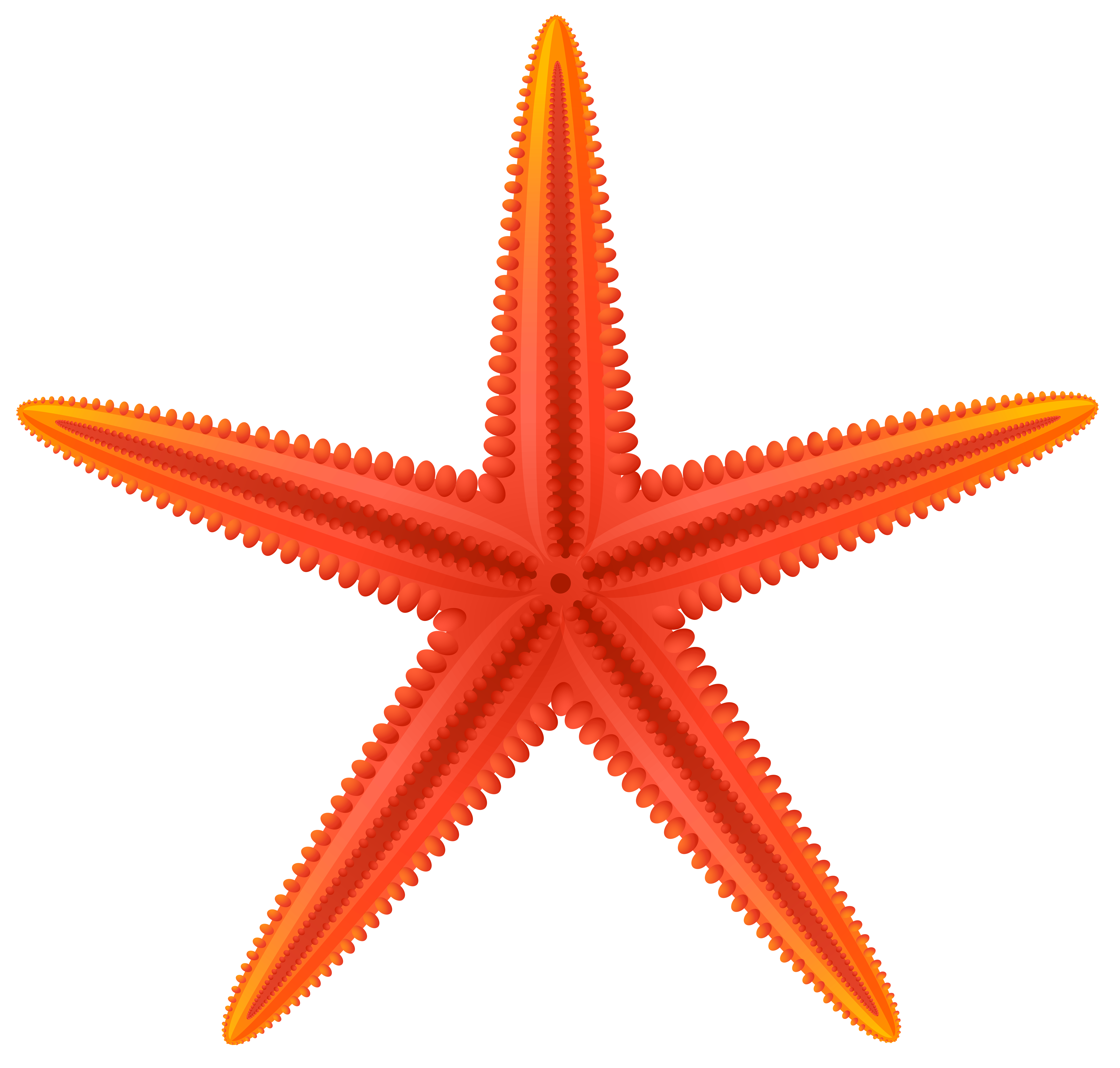 Red starfish png.