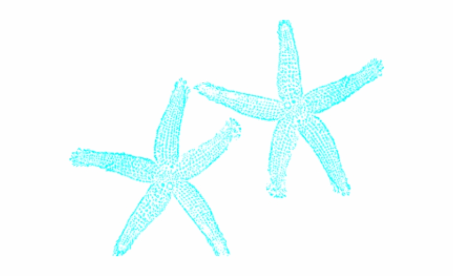 Turquoise Clipart Starfish