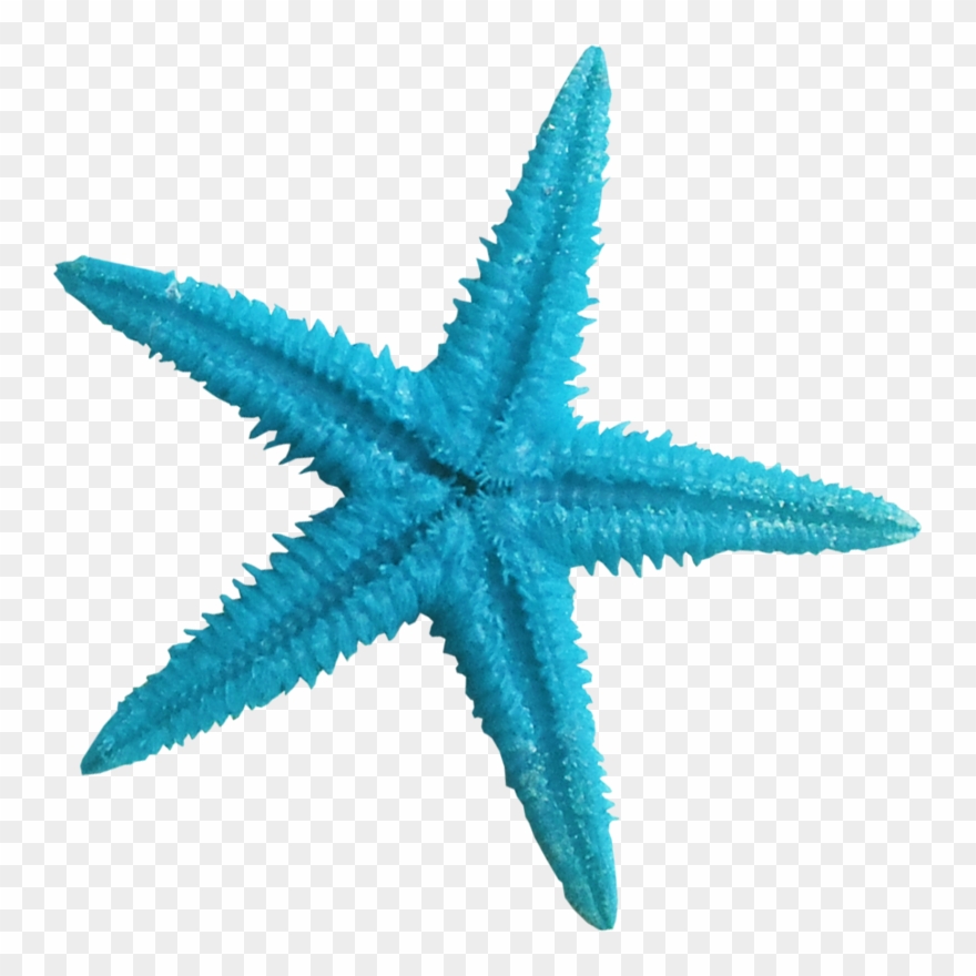 Starfish Clipart Aqua