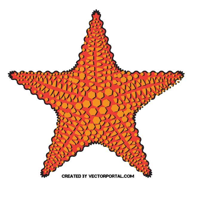 Starfish vector clip.