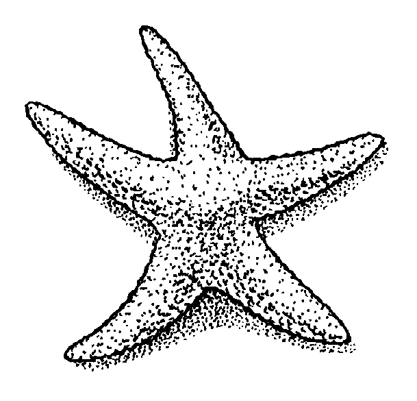 Free Starfish Clipart Black And White, Download Free Clip