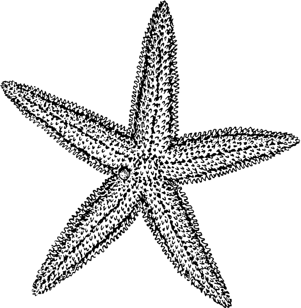 starfish clipart white