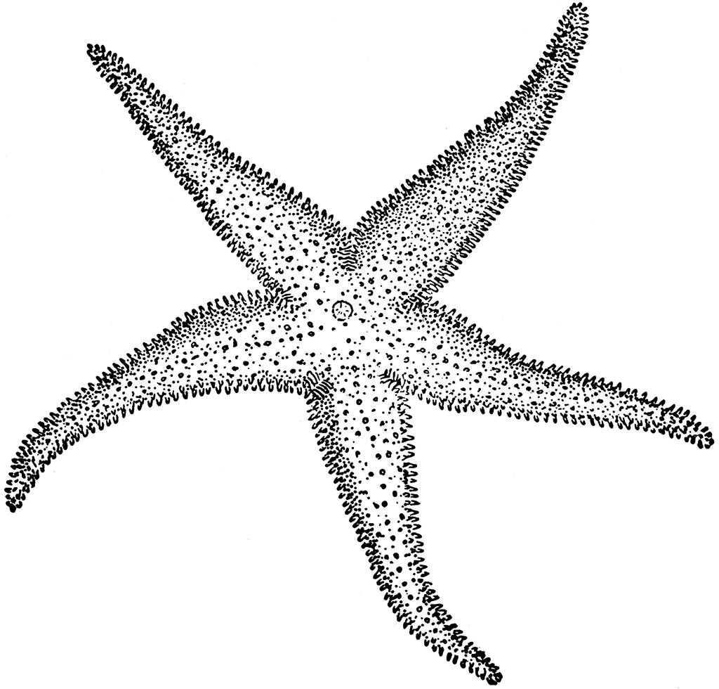 Black and white starfish clipart