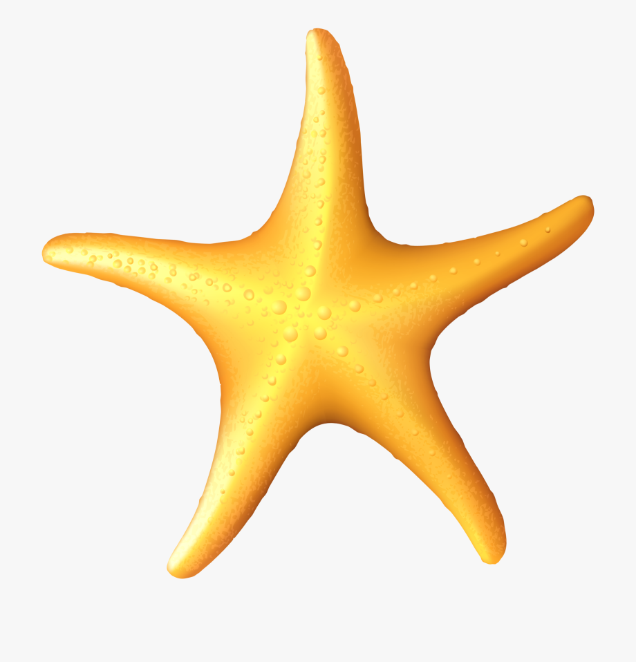 Sea star clipart.
