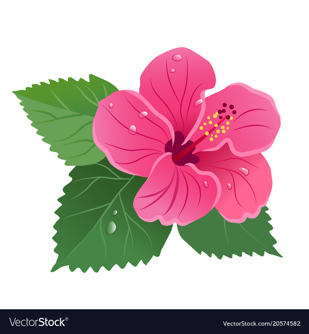 Hibiscus flower bloom.